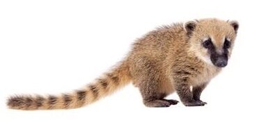 Coati-Photo.jpg